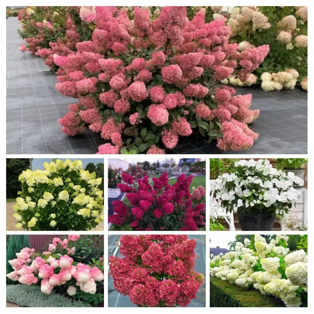 Продажа саженцев гортензий и других растений в Пензе - Садоводство (Хобби и отдых) в Пенза