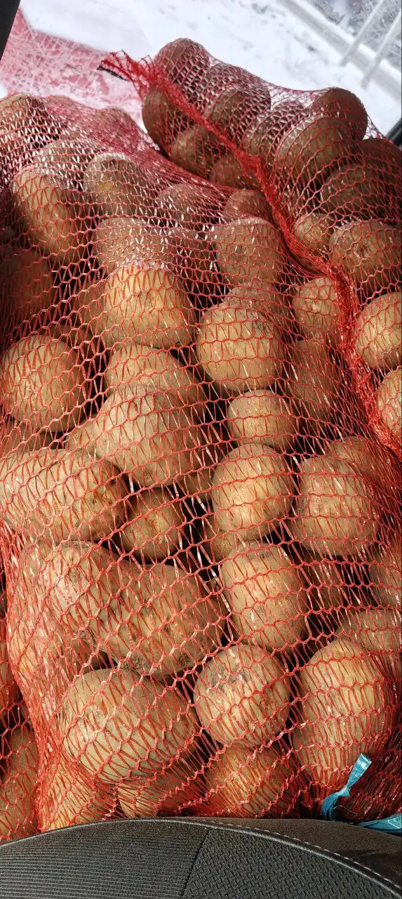 Картофель сорт Галла - Барахолка в Пенза