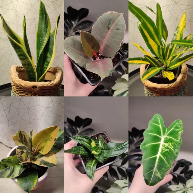 Продажа комнатных растений в Пензе - Растения/рассада в Пенза