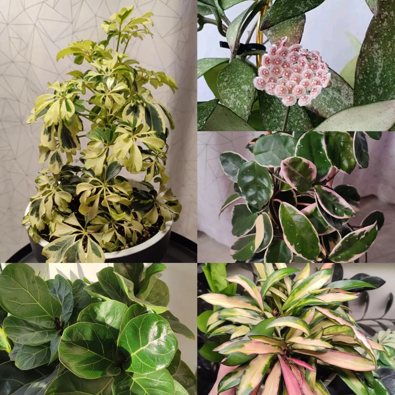 Продажа комнатных растений в Пензе - Комнатные растения (Хобби и отдых) в Пенза