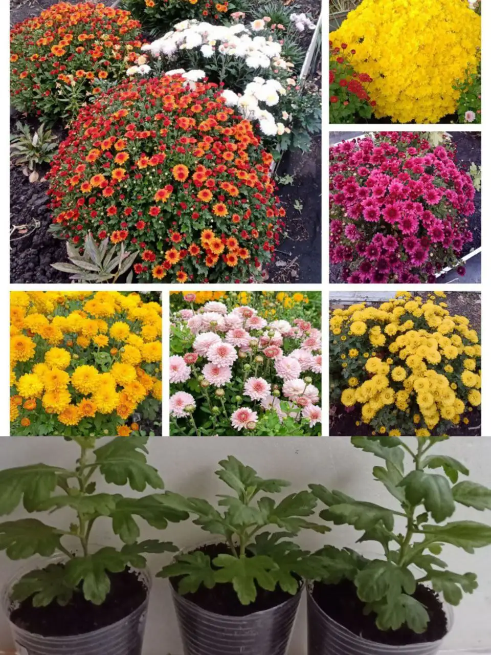 Укоренённые черенки хризантемы мультифлора - Растения (Хобби и отдых) в Пенза