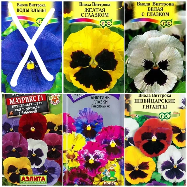 Рассада виолы в стаканчиках - Растения/рассада в Пенза