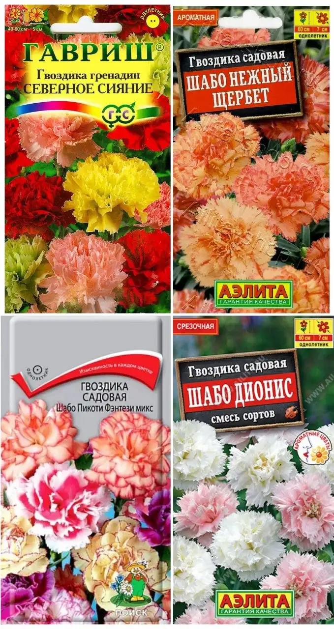 Рассада в стаканчиках: Гвоздика шабо, Перец сладкий, Петуния - Садоводство (Хобби и отдых) в Пенза