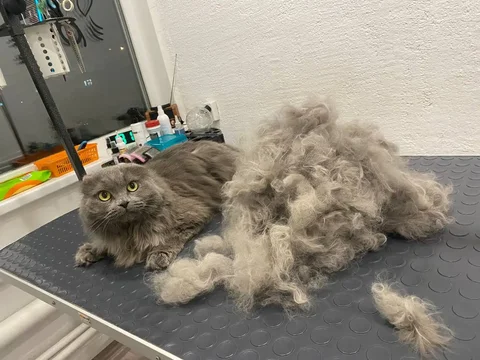 Услуги зоосалона "Котёнок Гав" - Маникюр в Пенза