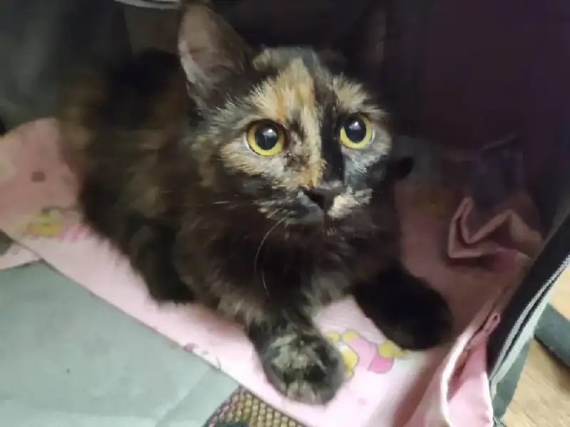 Кошка шоколадного окраса ищет дом - Кошки (Животные) в Пенза