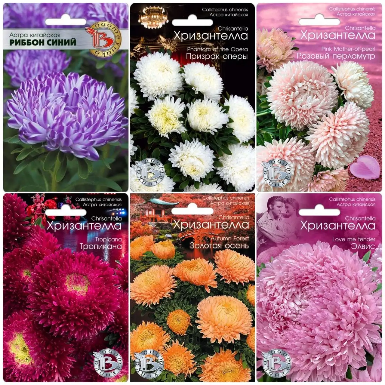 Рассада хризантем в стаканчиках - Растения/рассада (Хобби и отдых) в Пенза