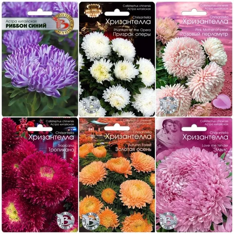 Рассада хризантем в стаканчиках - Растения/рассада в Пенза