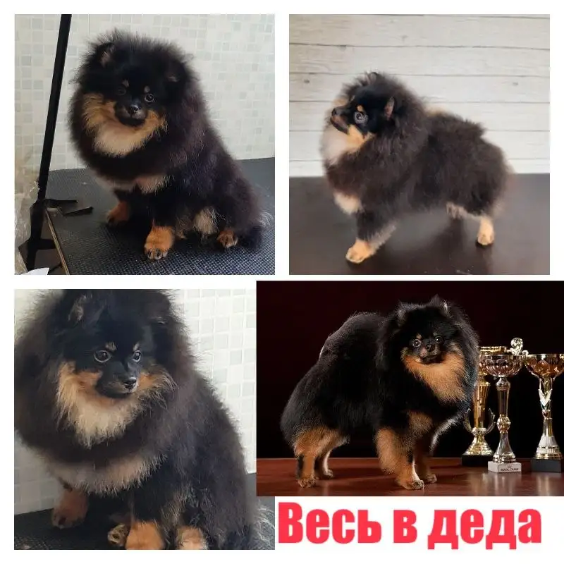 Мальчик померанский шпиц черно-подпалого окраса - Собаки (Животные) в Самара