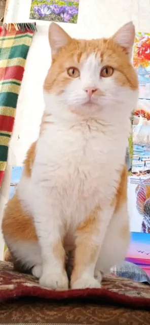 Ищем дом для кота Брутала - Собаки в Пенза