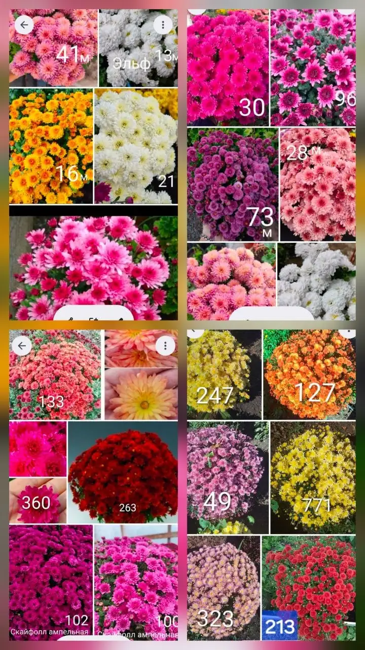 Рассада и укоренённые черенки растений - Садоводство/Растения (Хобби и отдых) в Пенза