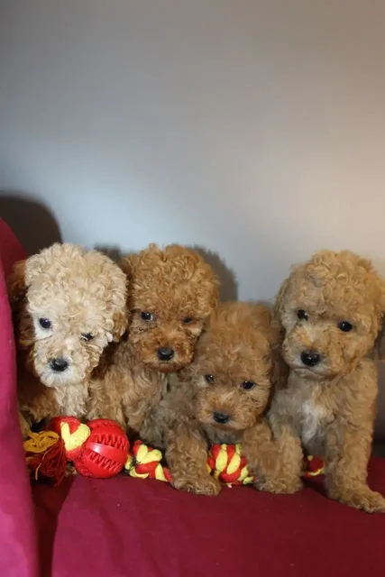 Продажа щенков миниатюрного и той-пуделя - Собаки в Пенза