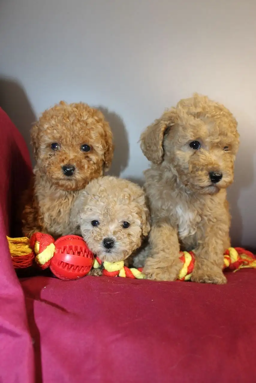 Продажа щенков миниатюрного и той-пуделя - Собаки (Животные) в Пенза