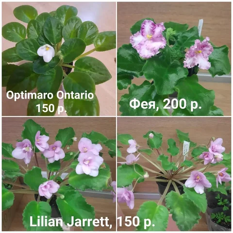 Продажа фиалок в стаканчиках - Растения/Садоводство в Пенза