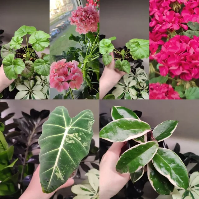Продам комнатные растения: пеларгонии, алоказии, хойи, фикусы и другие - Растения/Садоводство в Пенза