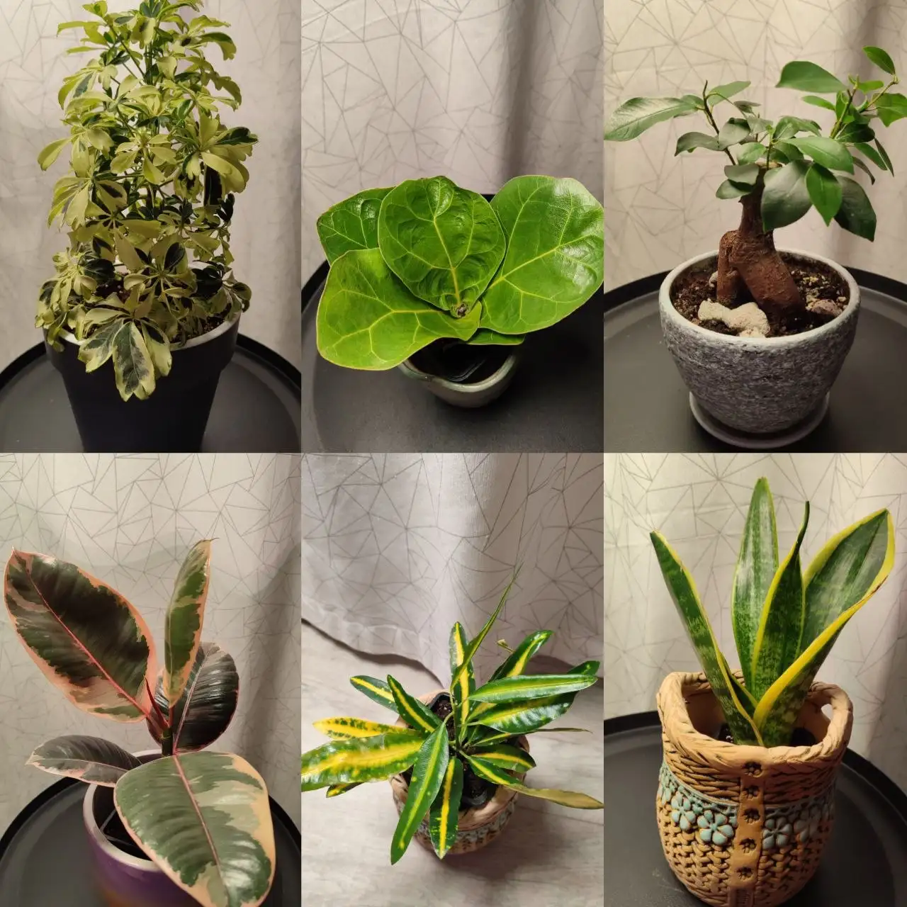 Продам комнатные растения: пеларгонии, алоказии, хойи, фикусы и другие - Комнатные растения (Хобби и отдых) в Пенза