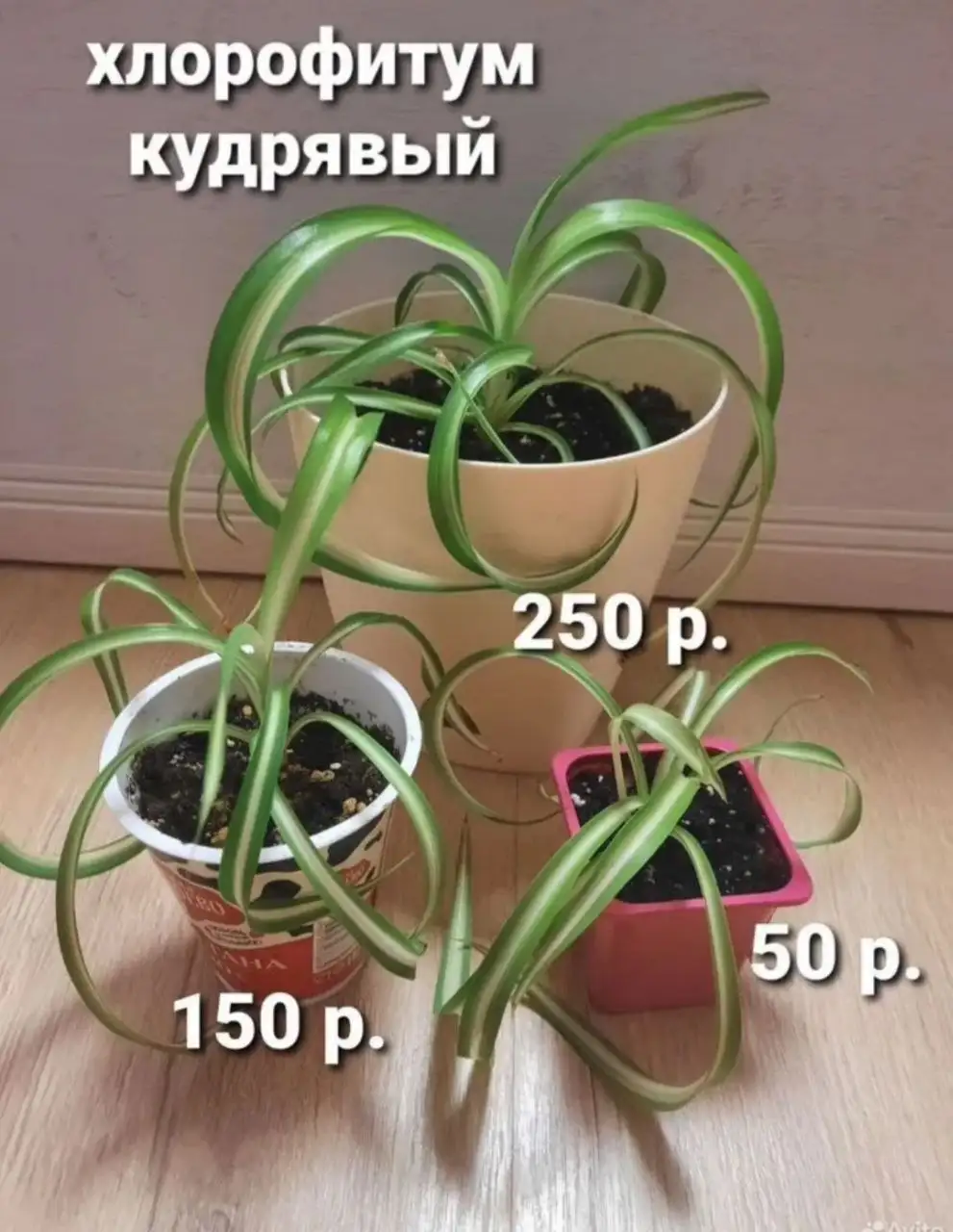 Продажа хлорофитума кудрявого - Растения (Хобби и отдых) в Пенза