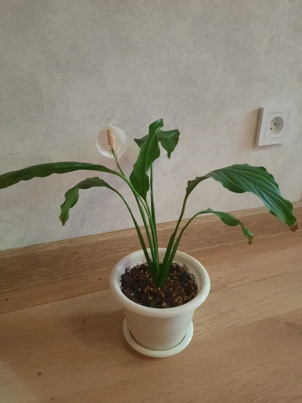 Спатифиллум в Пензе - Растения (Хобби и отдых) в Пенза