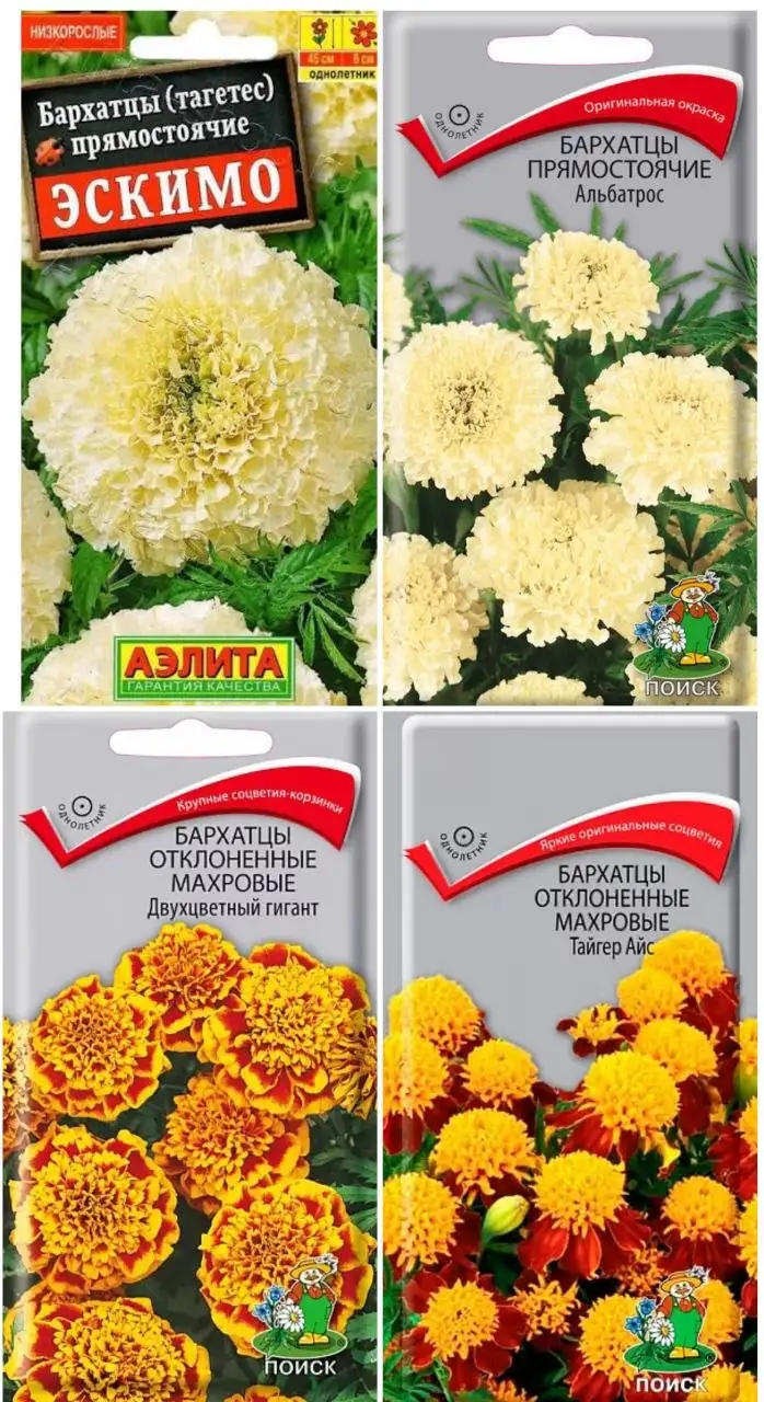 Рассада бархатцев в стаканчиках - Растения/Садоводство (Хобби и отдых) в Пенза