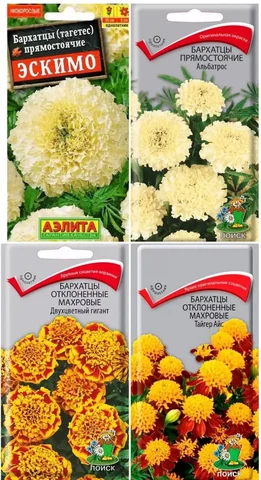 Рассада бархатцев в стаканчиках - Растения/Садоводство в Пенза