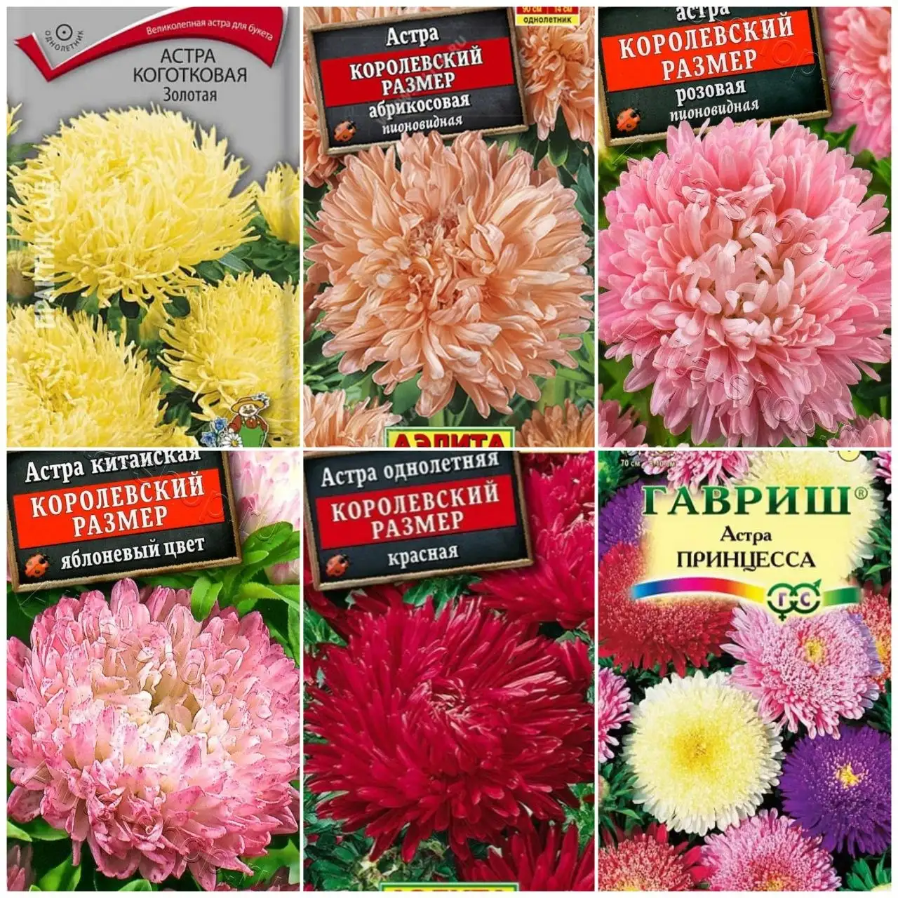 Рассада астры в стаканчиках - Садоводство (Хобби и отдых) в Пенза