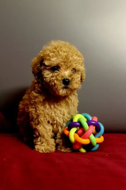 Щенки миниатюрного и той-пуделя - частное объявление в Пенза