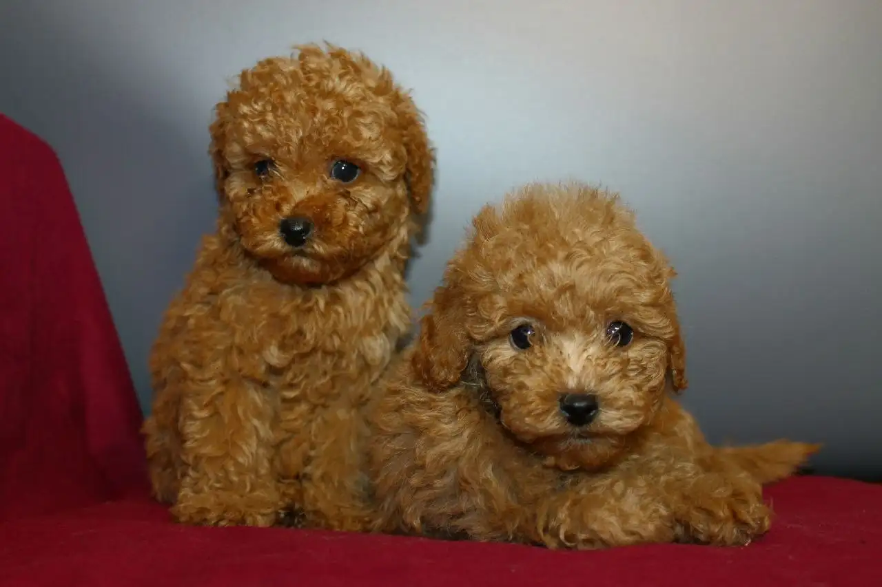 Щенки миниатюрного и той-пуделя - Собаки (Животные) в Пенза