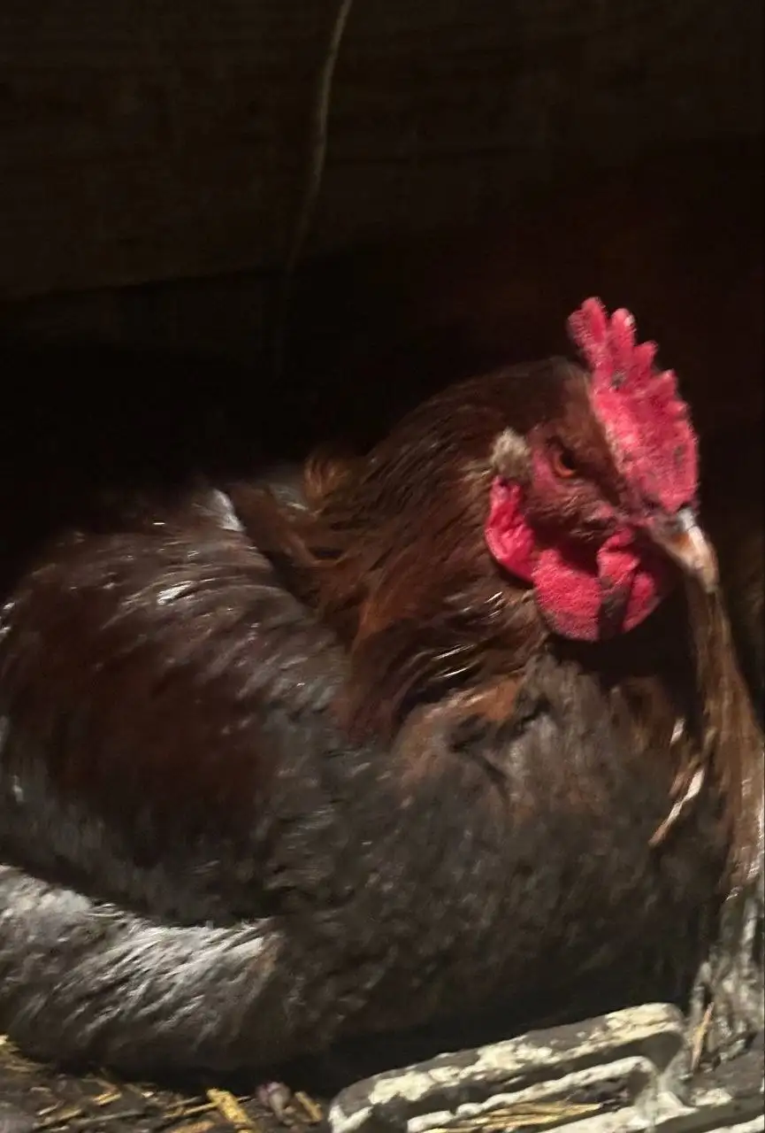 Продажа молодых петухов живьем и мясом - Птица (Животные) в Пенза