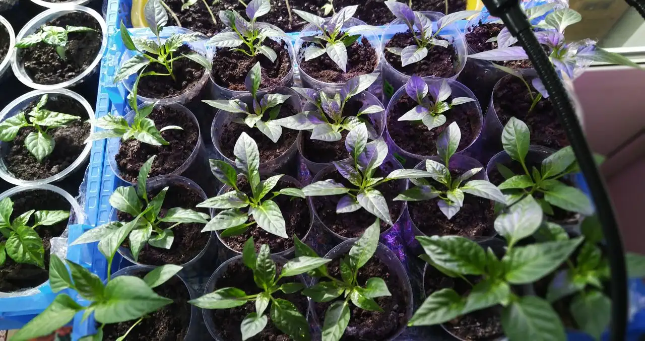 Рассада перца Хабанеро красный - Садоводство (Хобби и отдых) в Пенза