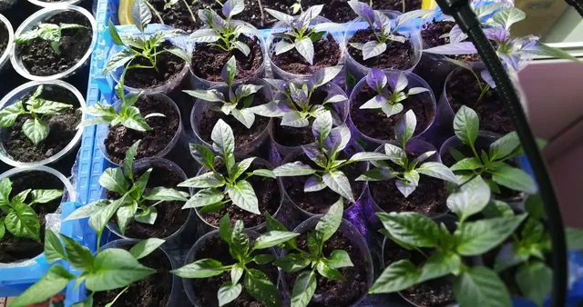 Рассада перца Хабанеро красный - частное объявление в Пенза