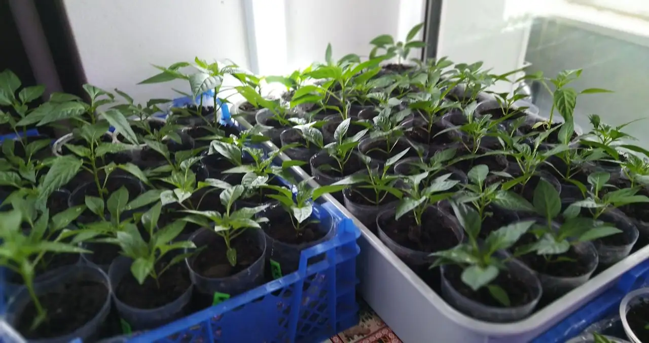 Рассада перца Хабанеро красный - Садоводство (Хобби и отдых) в Пенза