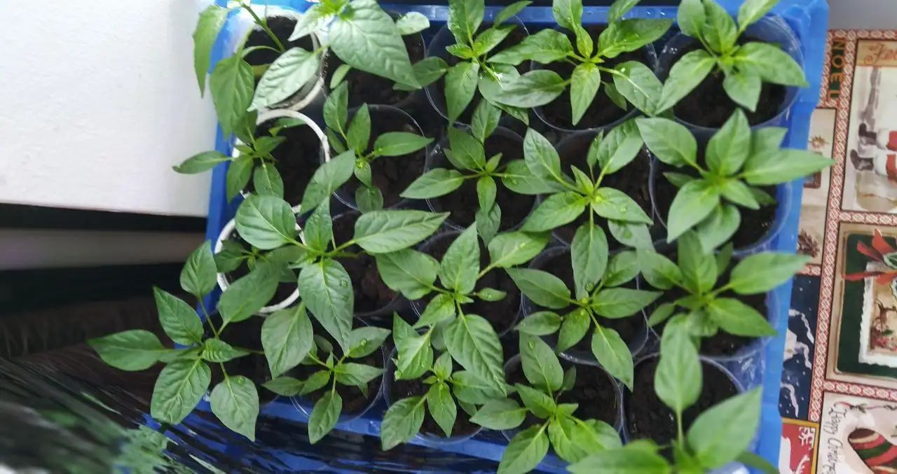 Рассада перца Хабанеро красный - Садоводство (Хобби и отдых) в Пенза