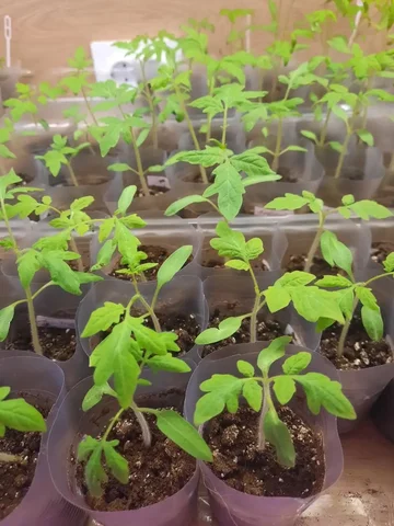 Рассада овощей и цветов в стаканчиках - частное объявление в Пенза