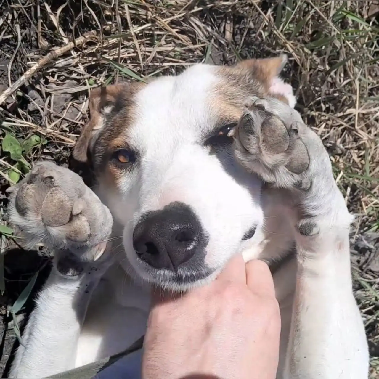 Ищет дом замечательная собака в Пензе - Собаки (Животные) в Пенза