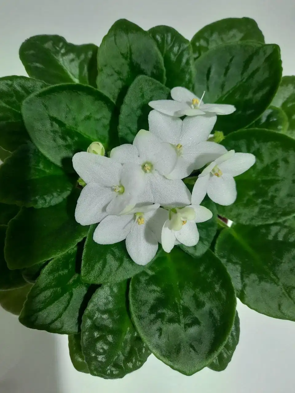 Фиалка Optimara Ontario в горшочке - Растения (Хобби и отдых) в Пенза