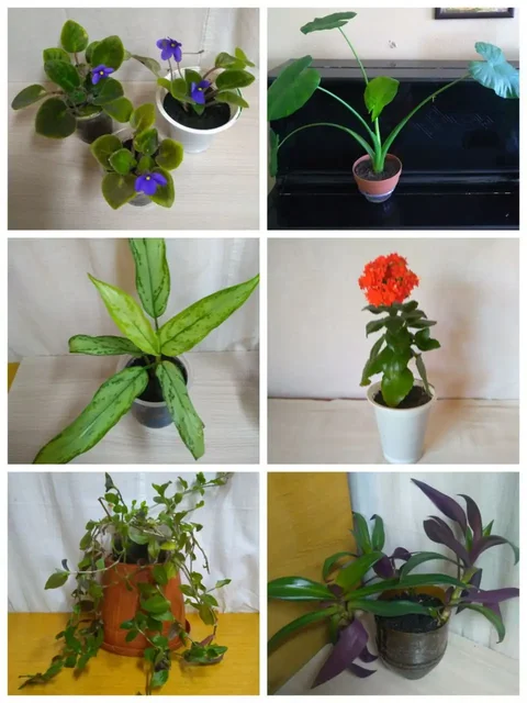 Продам комнатные цветы в Пензе - Рукоделие в Пенза