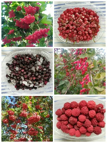 Продажа замороженных ягод - Средства гигиены в Пенза