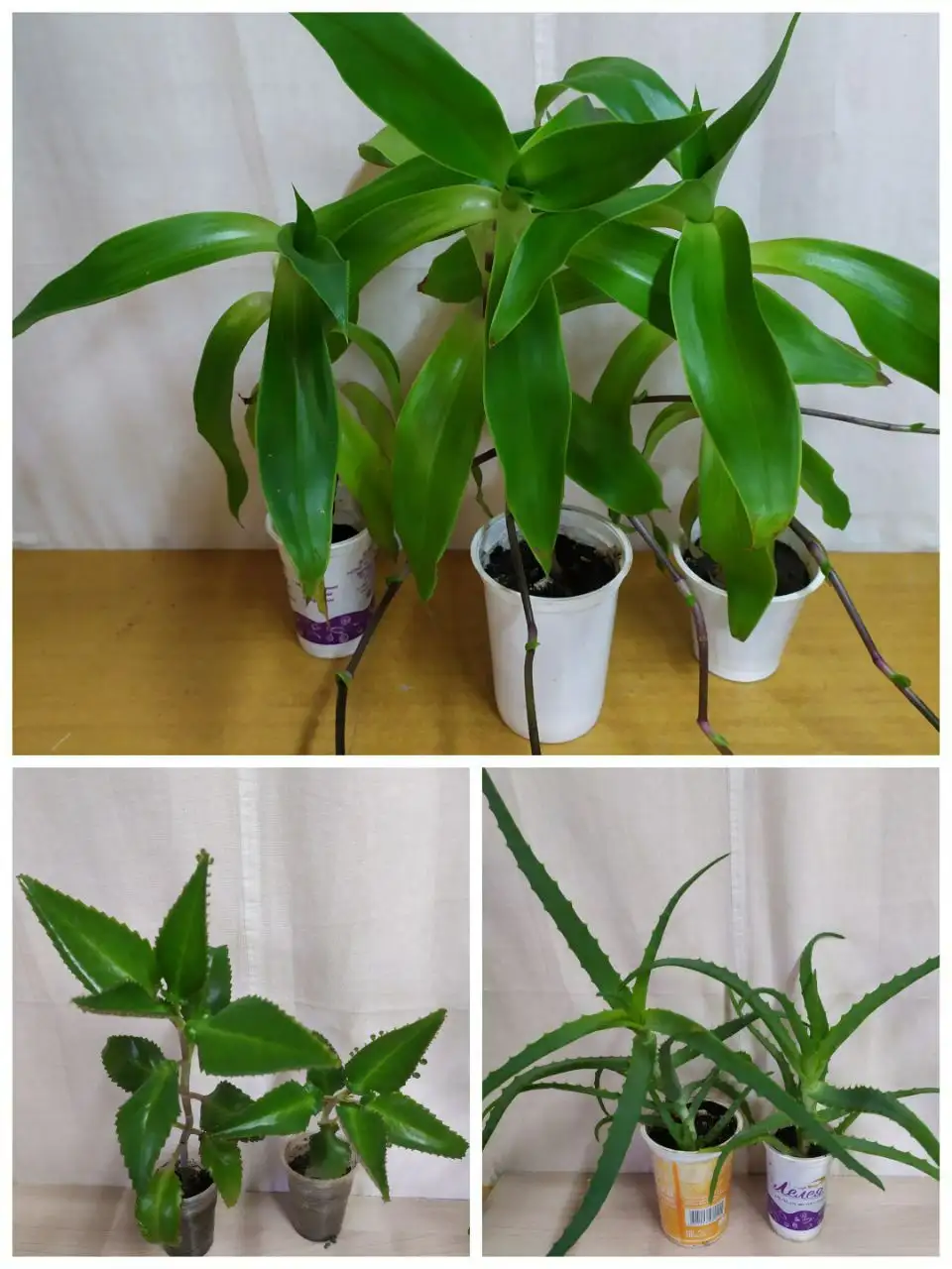 Лечебные комнатные растения - Растения (Хобби и отдых) в Пенза