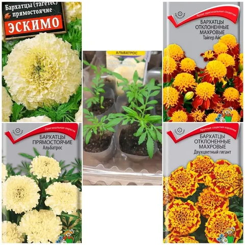 Рассада бархатцев в стаканчиках - Рукоделие в Пенза