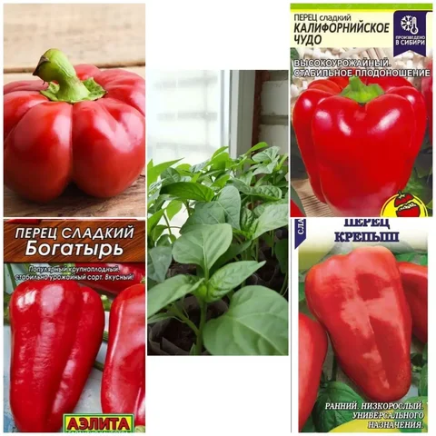 Рассада перца в стаканчиках - Товары для сна в Пенза