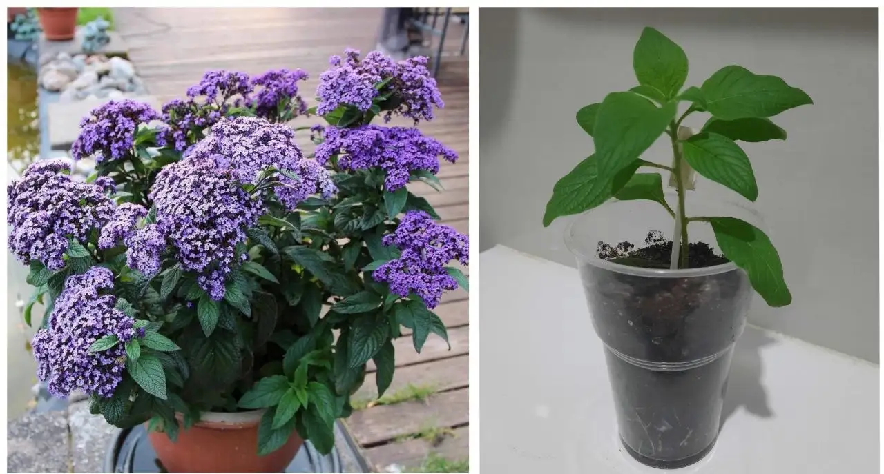 Гелиотроп - Домашняя сирень для сада - Растения (Хобби и отдых) в Пенза