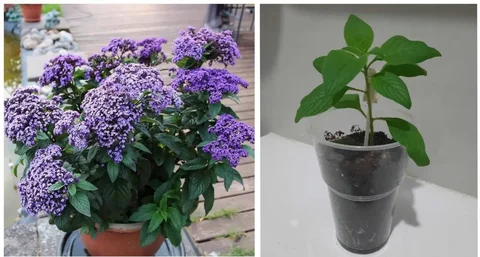 Гелиотроп - Домашняя сирень для сада - Рукоделие в Пенза