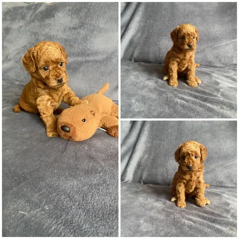 Продажа девочки карликового пуделя - Кролики в Пенза