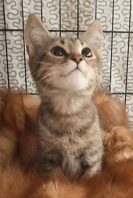 Котенок камышового окраса ищет дом в Пензе - Кролики в Пенза