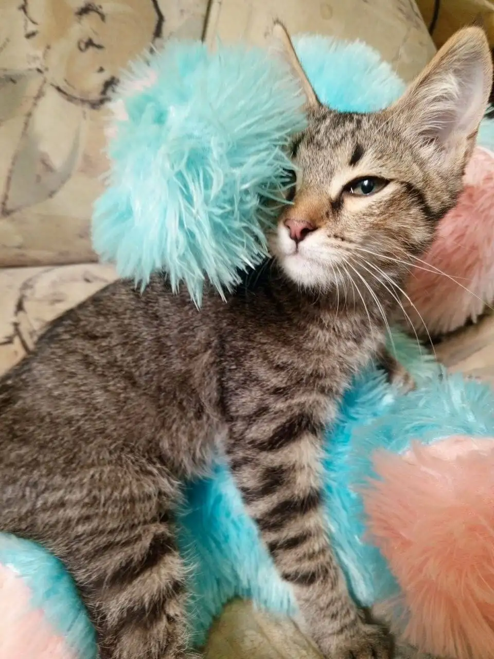 Котенок камышового окраса ищет дом в Пензе - Кошки (Животные) в Пенза