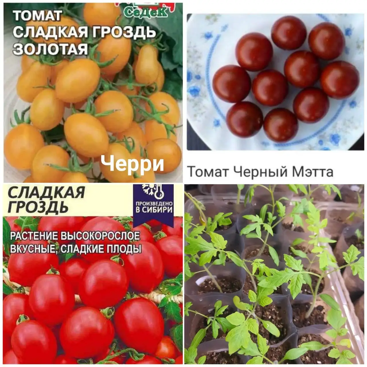 Рассада томатов и перцев в стаканчиках - Рассада (Хобби и отдых) в Пенза