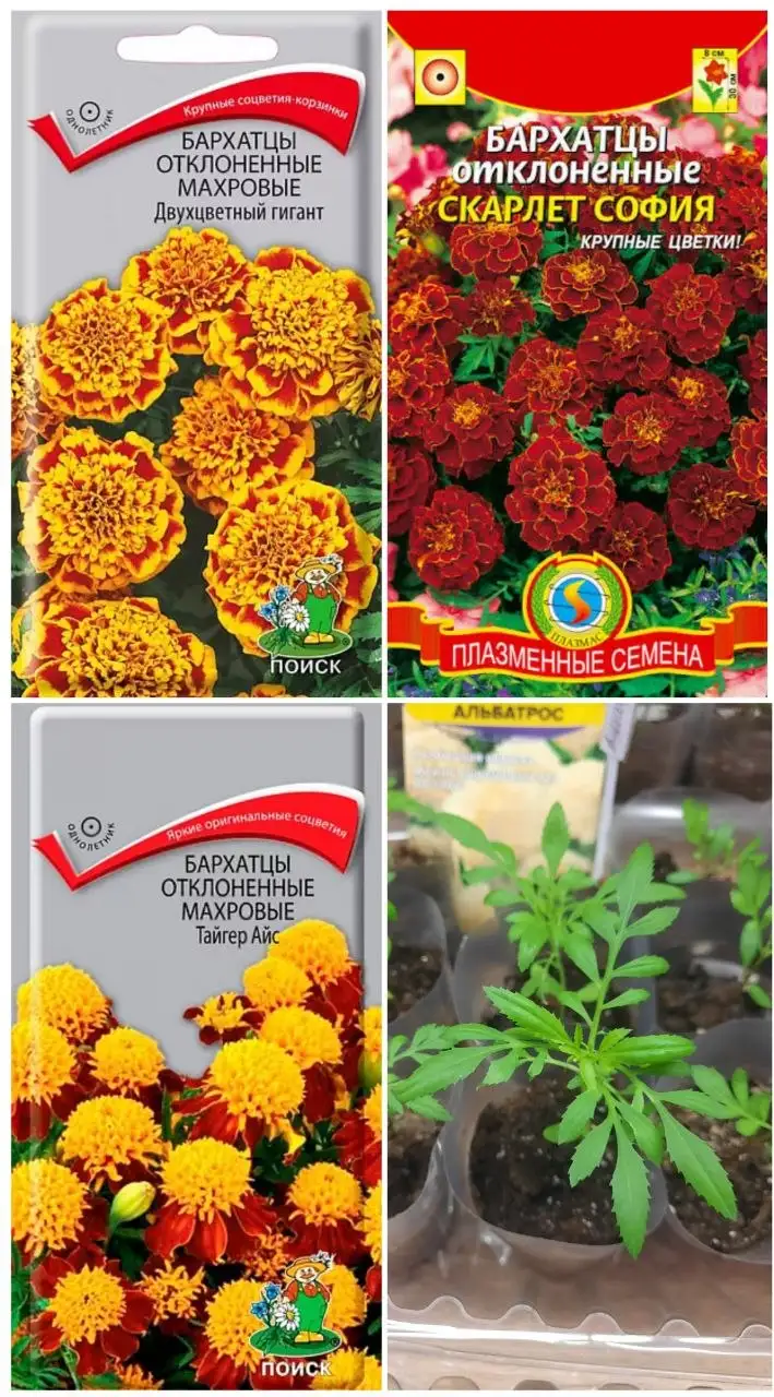 Рассада бархатцев и других растений в стаканчиках - Растения и саженцы (Хобби и отдых) в Пенза