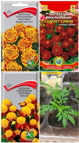 Рассада бархатцев и других растений в стаканчиках - Рукоделие в Пенза