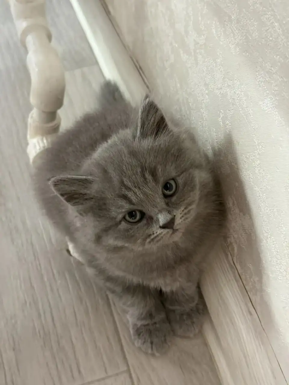 Шотландские котята в хорошие руки - Животные в Пенза