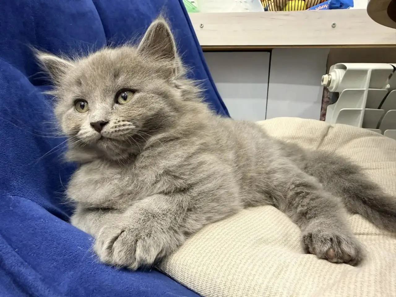 Шотландские котята в хорошие руки - Животные в Пенза