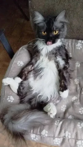 Ищет дом кошечка Мила, 1 год - Кролики в Пенза